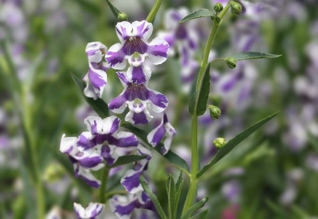 Ангелония (Angelonia) Ангелония (Angelonia)