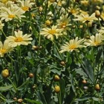 Аргирантемум мадерский (Argyranthemum maderense)