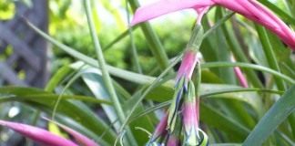 Бильбергия поникающая (Billbergia nutans)
