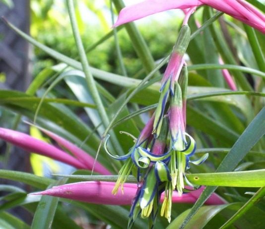 Бильбергия поникающая (Billbergia nutans)