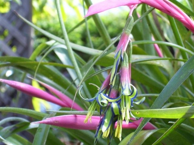 Бильбергия поникающая (Billbergia nutans) Бильбергия поникающая (Billbergia nutans)