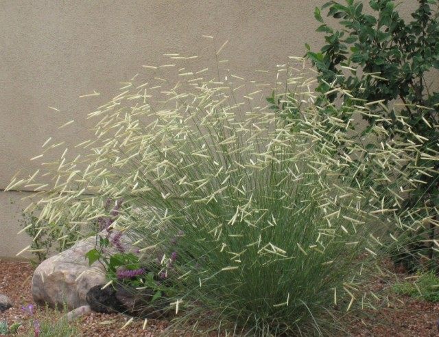 Бутелуа изящная, или пастбищная, москитная или бизонья трава (Bouteloua gracilis) Бутелуа изящная, или пастбищная, москитная или бизонья трава (Bouteloua gracilis)