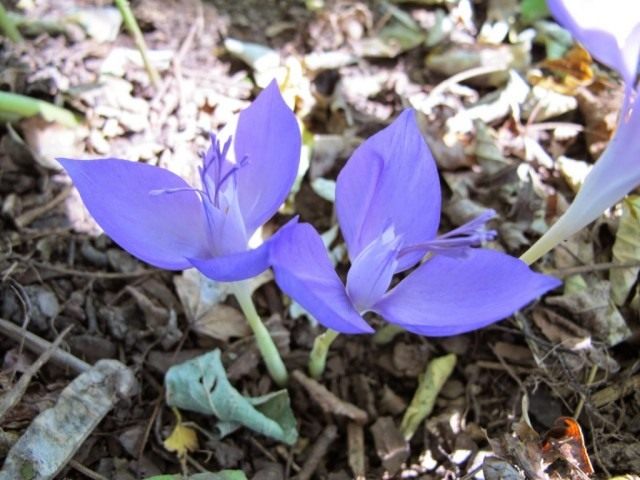 Шафран банатский, или Крокус банатский (Crocus banaticus) Шафран банатский, или Крокус банатский (Crocus banaticus)