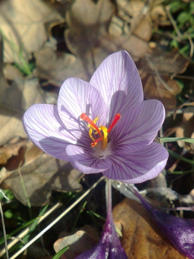 Шафран Палласа, или Крокус Палласа (Crocus pallasii) Шафран Палласа, или Крокус Палласа (Crocus pallasii)