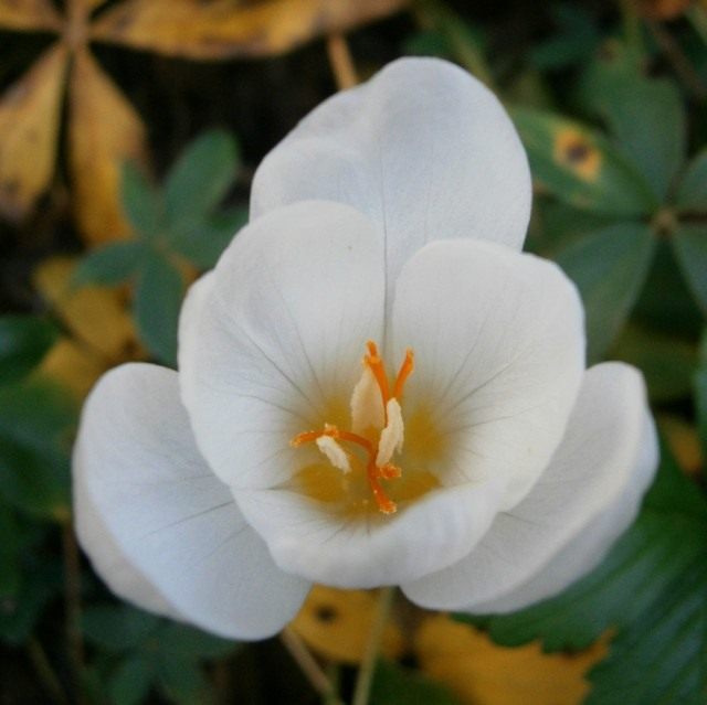 Шафран, или Крокус хорошенький, так же красивенький, сорт 'Zephyr' (Crocus pulchellus) Шафран, или Крокус хорошенький, так же красивенький, сорт 'Zephyr' (Crocus pulchellus)
