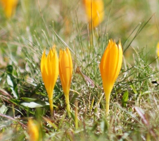 Шафран Шарояна, или Крокус Шарояна (Crocus scharojanii) Шафран Шарояна, или Крокус Шарояна (Crocus scharojanii)