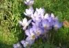 Шафран, или Крокус прекрасный (Crocus speciosus)