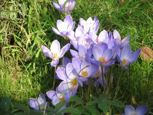 Шафран, или Крокус прекрасный (Crocus speciosus) Шафран, или Крокус прекрасный (Crocus speciosus)