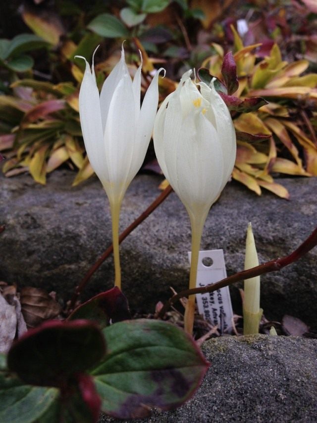 Шафран, или Крокус долинный (холмовой) (Crocus vallicola) Шафран, или Крокус долинный (холмовой) (Crocus vallicola)