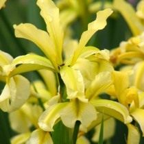 Ирис солелюбивый, Ирис солончаковый (Iris halophila) Ирис солелюбивый, Ирис солончаковый