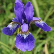 Ирис восточный (Iris sanguinea) Ирис восточный (Iris sanguinea)
