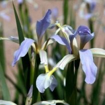 Ирис согдийский (Iris sogdiana)
