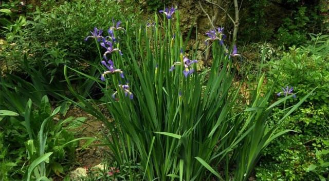 Ирисы ложные, или спуриа ирисы (Iris spuria) Ирисы ложные, или спуриа ирисы (Iris spuria)