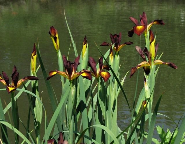 Ирис спуриа, сорт 'Cinnabar Red' Ирис спуриа, сорт 'Cinnabar Red'