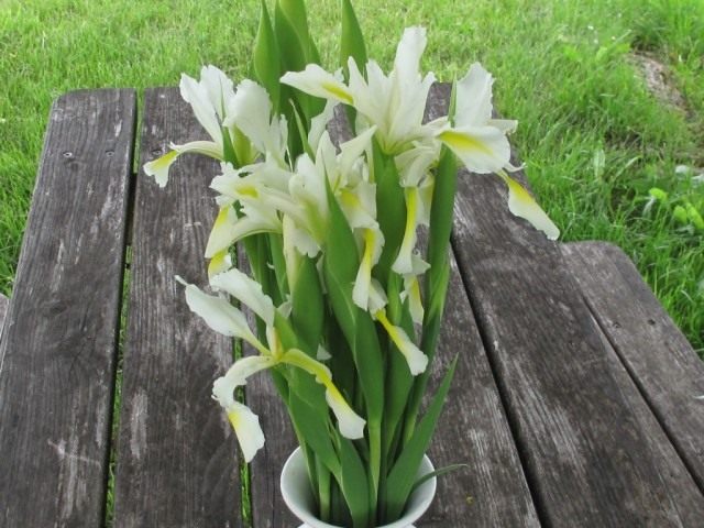 Ирисы спуриа, сорт 'Orientalis' Ирисы спуриа, сорт 'Orientalis'