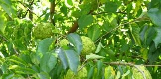 Маклюра оранжевая, или маклюра яблоконосная (Maclura pomifera)