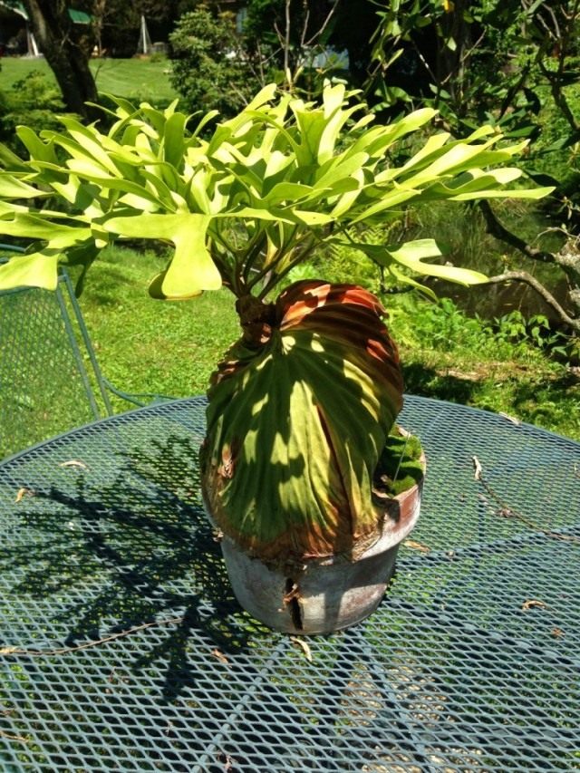 Платицериум (Platycerium) Платицериум (Platycerium)