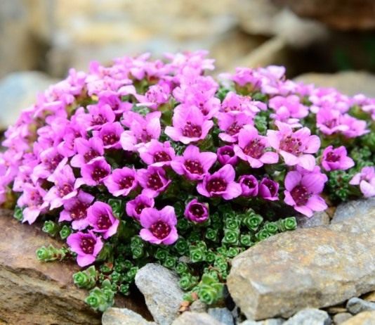 Камнеломка супротивнолистная