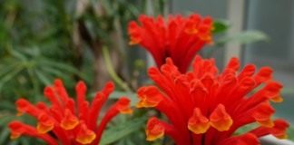 Скутеллярия костариканская, или шлемник костариканский (Scutellaria costaricana)