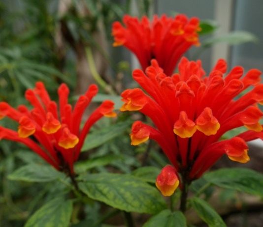 Скутеллярия костариканская, или шлемник костариканский (Scutellaria costaricana)