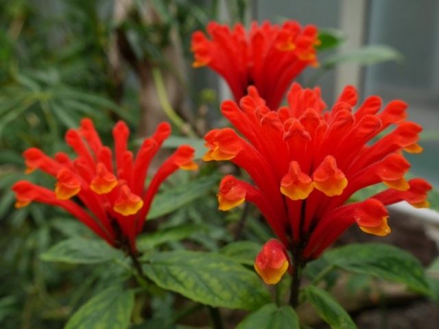 Скутеллярия костариканская, или шлемник костариканский (Scutellaria costaricana) Скутеллярия костариканская, или шлемник костариканский (Scutellaria costaricana)
