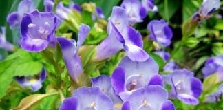 Торения Фурнье (Torenia fournieri)