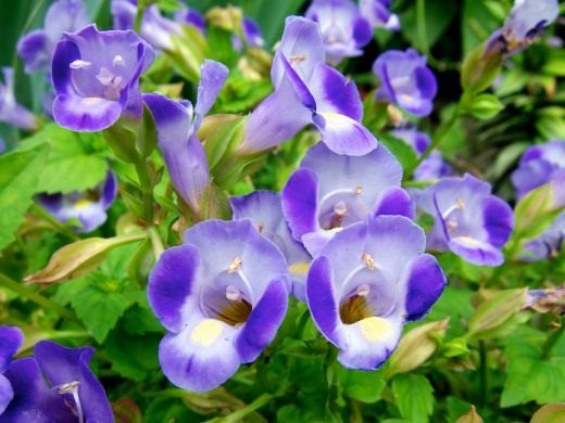 Торения Фурнье (Torenia fournieri) Торения Фурнье (Torenia fournieri)