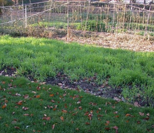 Осенние сидераты на грядке