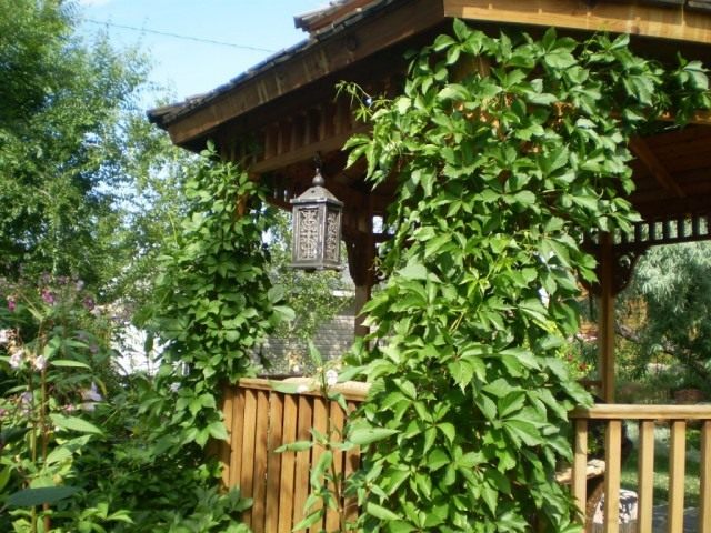 Девичий виноград Девичий виноград
