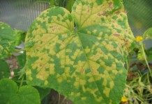 Ложная мучнистая роса Пероноспороз, или ложная мучнистая роса на листе огурца