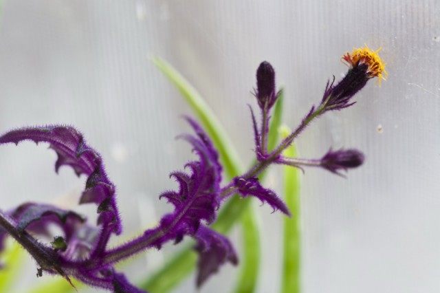 Гинура оранжевая (Gynura aurantiaca) Гинура оранжевая (Gynura aurantiaca)