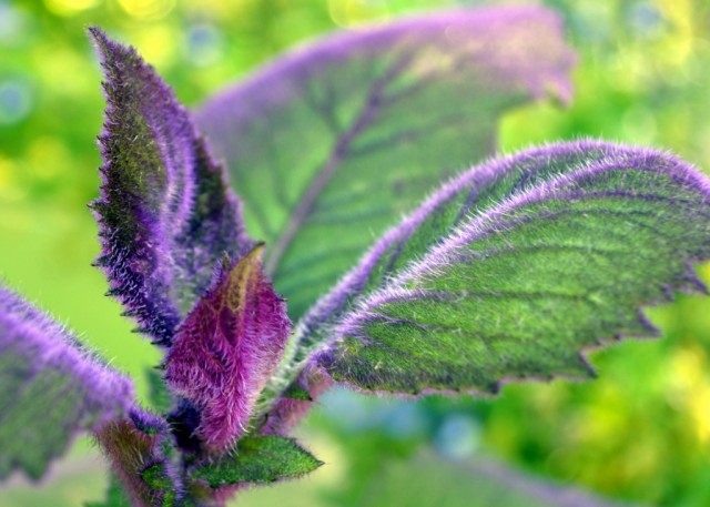 Гинура оранжевая (Gynura aurantiaca 'Purple Passion') Гинура оранжевая (Gynura aurantiaca 'Purple Passion')