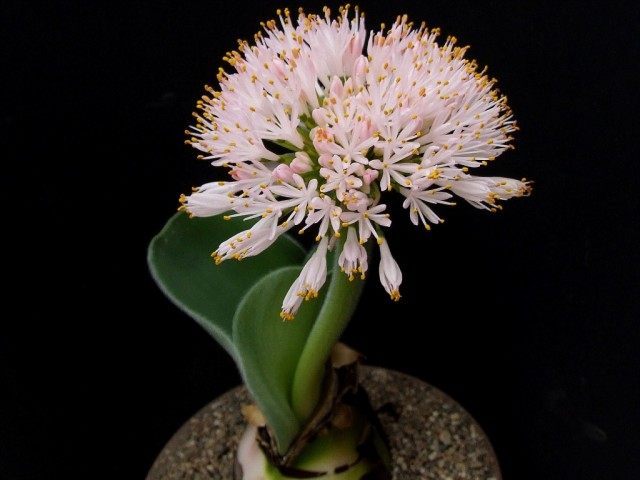 Гемантус приземистый (Haemanthus humilis) Гемантус приземистый (Haemanthus humilis)