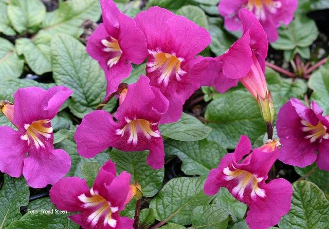 Инкарвиллея плотная (Incarvillea compacta) Инкарвиллея плотная (Incarvillea compacta)