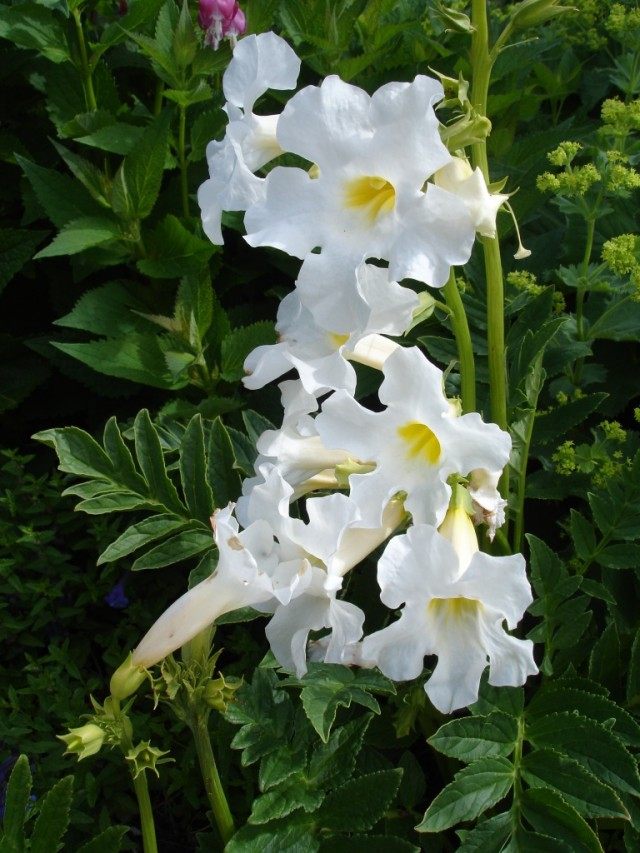 Инкарвиллея Делавея (Incarvillea delavayi) Инкарвиллея Делавея (Incarvillea delavayi)