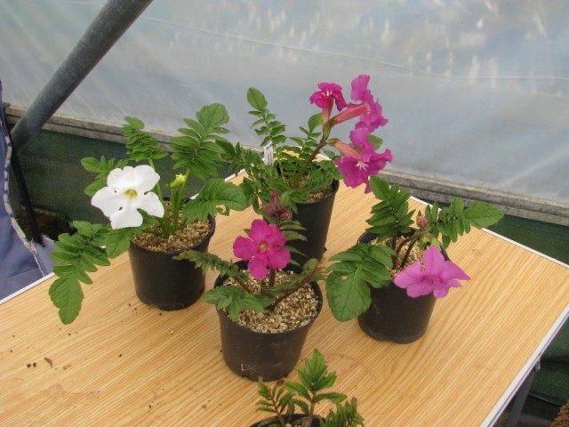 Инкарвиллея Делавея (Incarvillea delavayi) Инкарвиллея Делавея (Incarvillea delavayi)