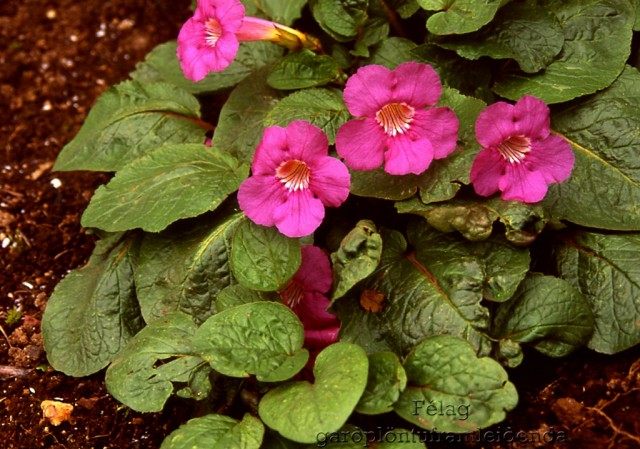 Инкарвиллея Майра (Incarvillea mairei) Инкарвиллея Майра (Incarvillea mairei)