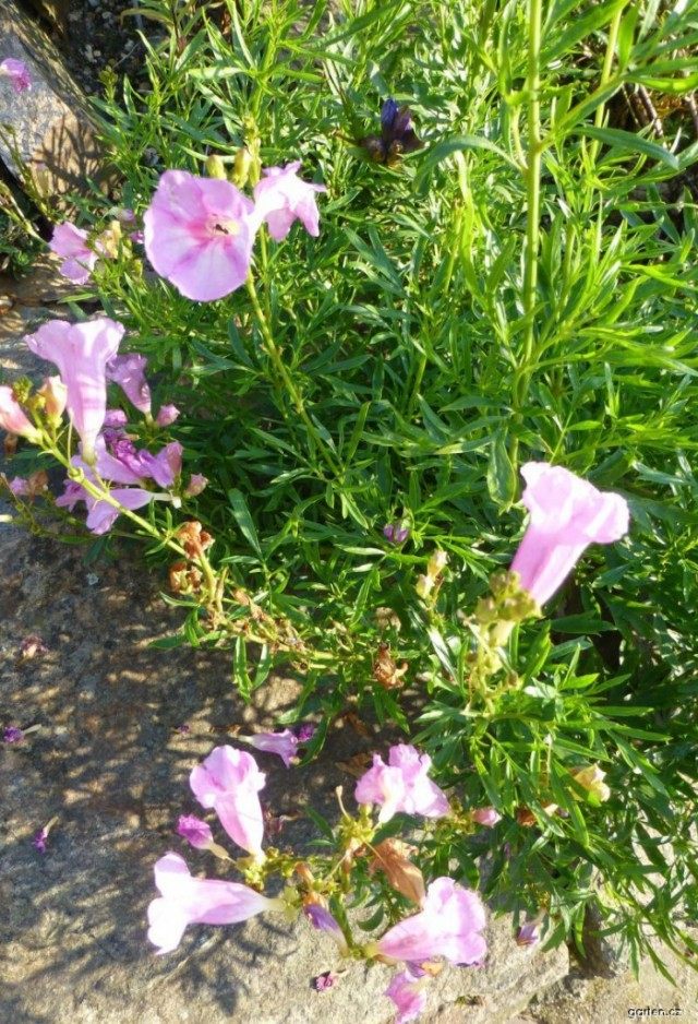 Инкарвиллея Ольги (Incarvillea olgae) Инкарвиллея Ольги (Incarvillea olgae)