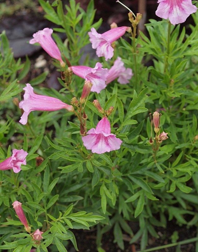 Инкарвиллея китайская (Incarvillea sinensis) Инкарвиллея китайская (Incarvillea sinensis)