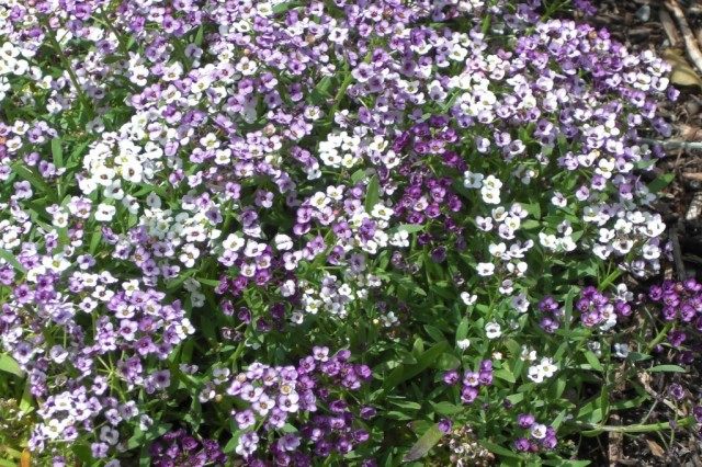Лобулярия морская, или Газонница приморская (Lobularia maritima) Лобулярия морская, или Газонница приморская (Lobularia maritima)