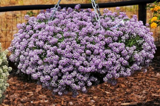 Лобулярия морская, или Газонница приморская (Lobularia maritima) Лобулярия морская, или Газонница приморская (Lobularia maritima)