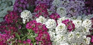 Лобулярия морская, или Газонница приморская (Lobularia maritima)