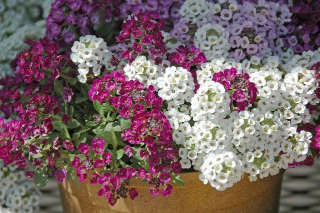 Лобулярия морская, или Газонница приморская (Lobularia maritima) Лобулярия морская, или Газонница приморская (Lobularia maritima)