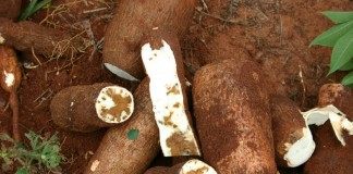 Корнеплод Маниока съедобного, кассава (Manihot esculenta)