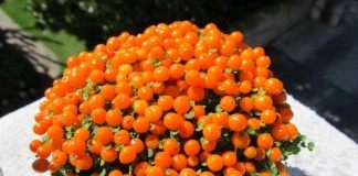 Нертера гранадская (Nertera granadensis)