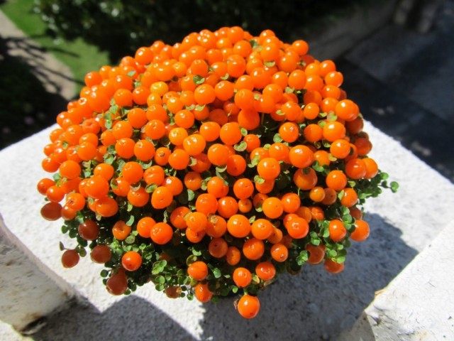 Нертера гранадская (Nertera granadensis) Нертера гранадская (Nertera granadensis)
