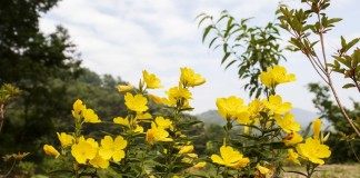 Ослинник кустарниковый, или Энотера кустарниковая (Oenothera fruticosa)
