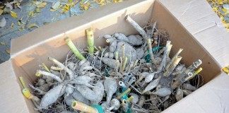Корнеклубни георгин, подготовленные к зимнему хранению