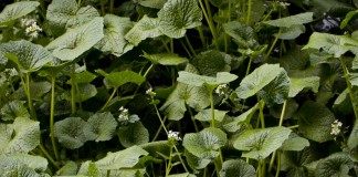 Васаби, или Эвтрема японская (Eutrema japonicum)