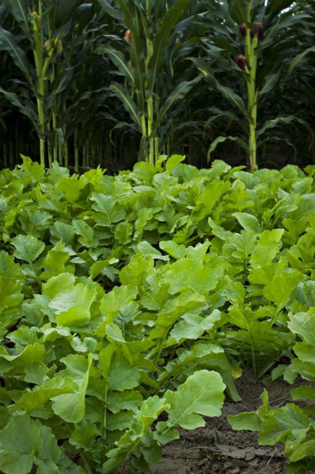 Грядка редиса рядом с кукурузой Грядка редиса рядом с кукурузой